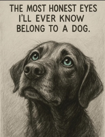 Dog Lovers (@doglovers03) on Twitter photo 