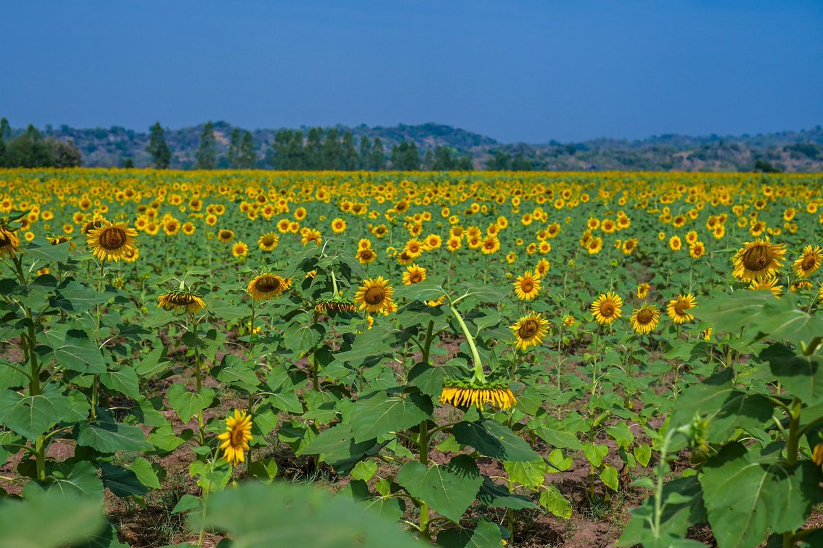 Arra Fishing Lodge tweet media