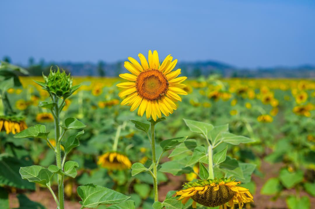 Arra Fishing Lodge tweet media