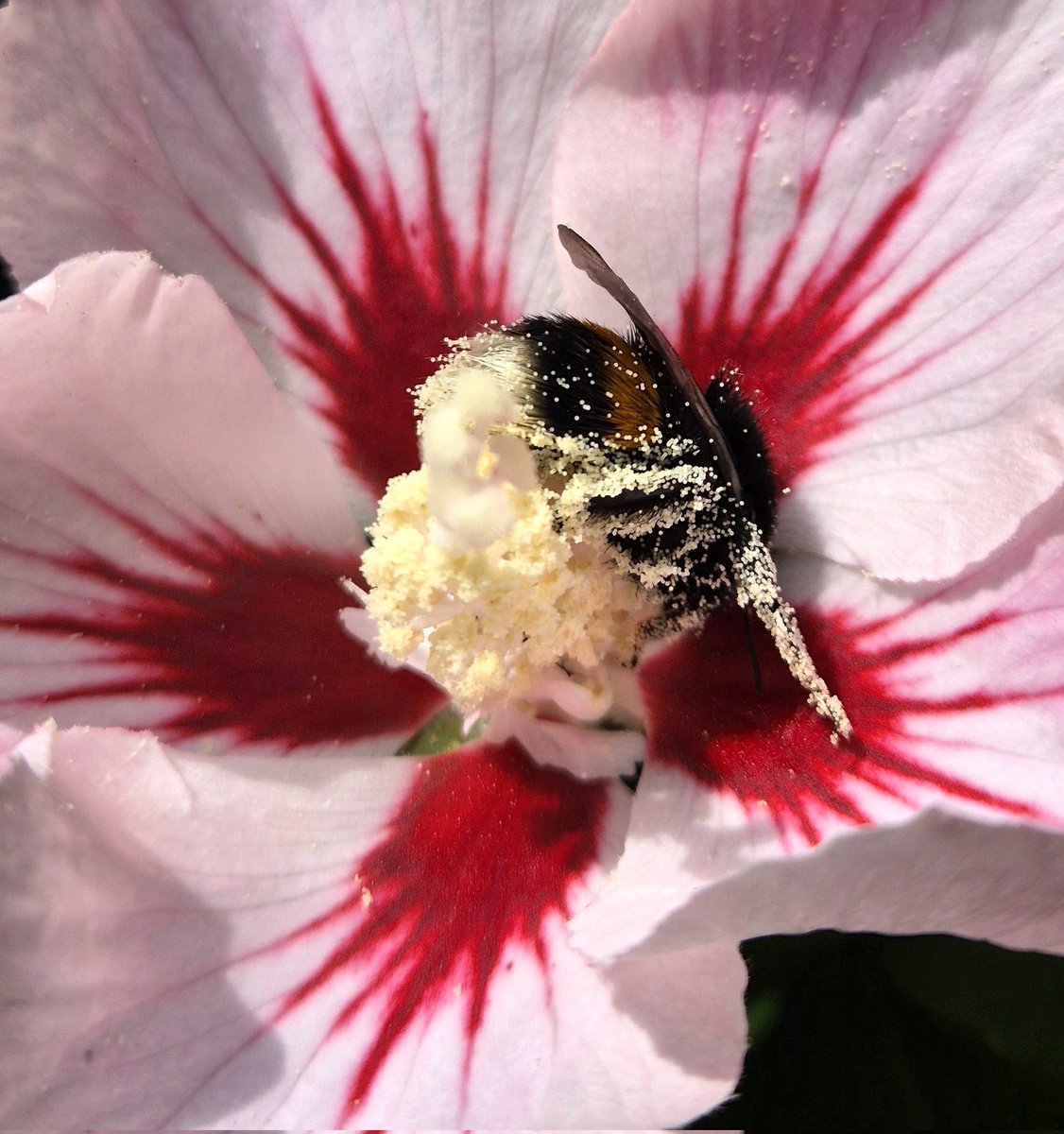 van_avesaat's tweet image. #Foto_adventskalender #hart  @josephiensierag 
Vandaag de kleur van liefde , warmte en verbondenheid.
Zelfs het hartje van deze hibiscus kleurt rood met een hele blije hommel!
En een prachtig gedichtje voor iedereen! 🥰 
Fijne dag allemaal! 🤗