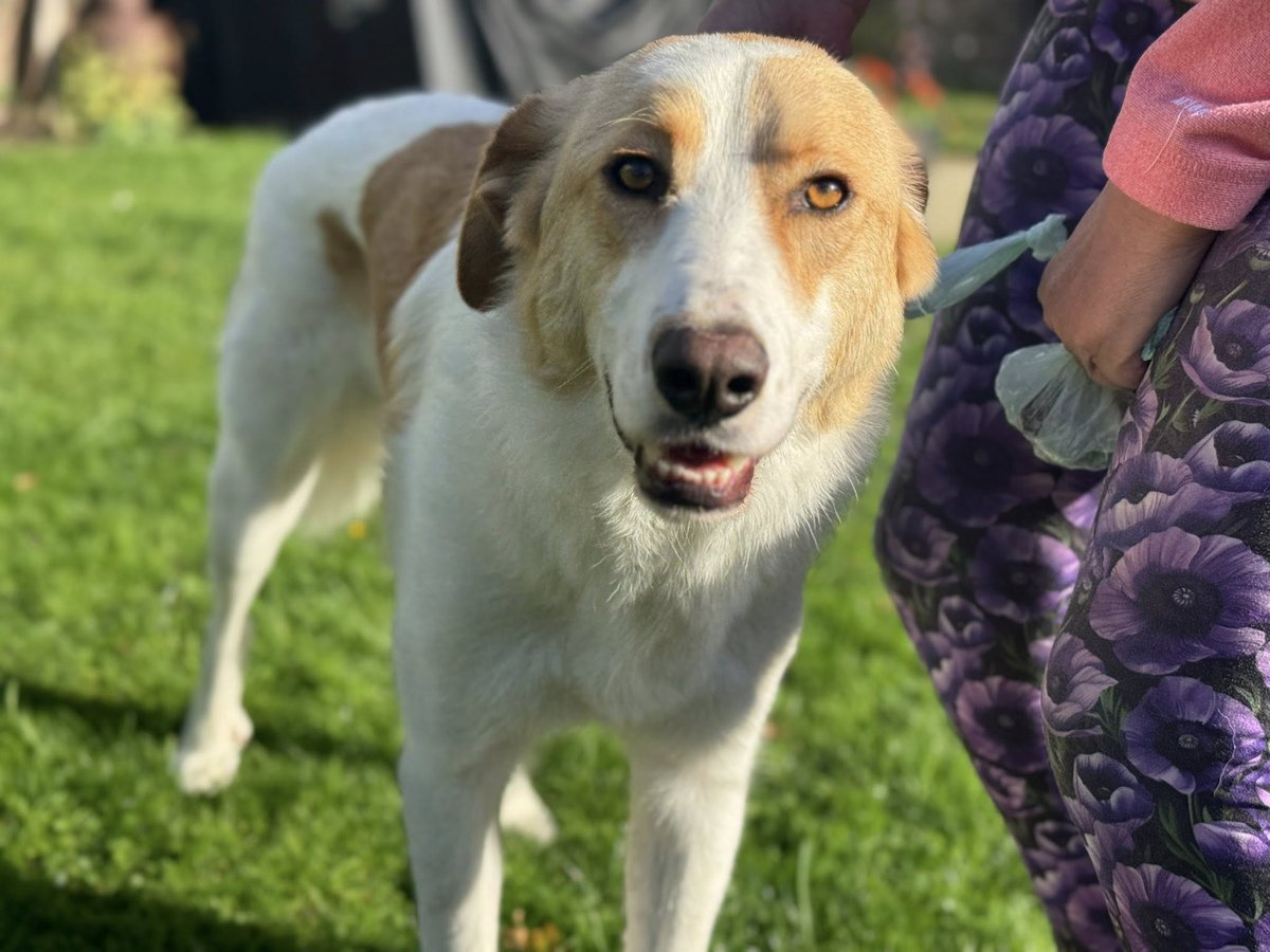 rescuedoggypaws's tweet photo. Archie’s adoption recently fell through due to unforeseen family circumstances, and sadly he can’t remain in his #Oxfordshire foster home much longer The Rescue are now urgently seeking a very special home to offer him the stability and patience he needs
https://t.co/Kpta7wJTZC https://t.co/QHrItiJxlZ