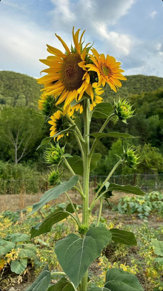 sunflow23002724's tweet image. มุมมองคนอื่นที่มีต่อเรา ไม่สำคัญเท่ามุมมองของเราที่มีต่อตัวเอง.🌻