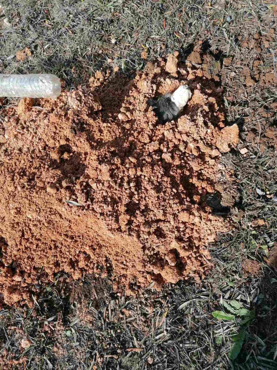 🤔Είναι να αναρωτιέσαι ποιος έχει δύο και ποιος τέσσερα πόδια.
👮Χθες στη Νέα Μηχανιώνα, αστυνομικοί του Α.Τ. Θερμαϊκού, αντίκρισαν ένα αποτρόπαιο θέαμα. Σκυλί δεμένο, φιμωμένο και θαμμένο σε χωράφι της περιοχής.
🐕Κατάφεραν να το ξεθάψουν με τα χέρια τους και να το παραδώσουν