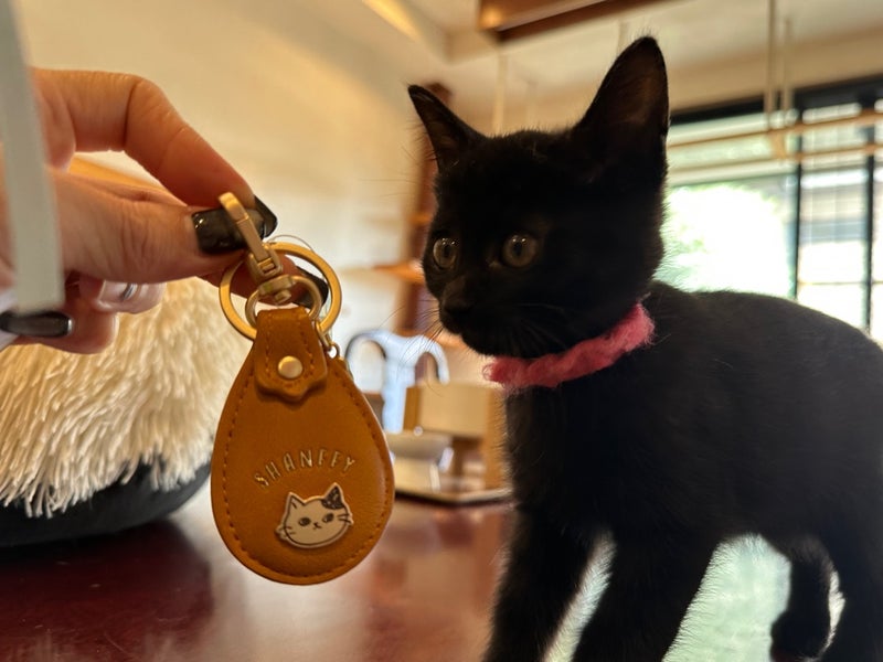 caracatcafe's tweet photo. 売上の一部が保護猫活動支援に！
⇒ https://t.co/l46eUxXqsZ #アメブロ @ameba_officialより https://t.co/jbHJ1t9ehx