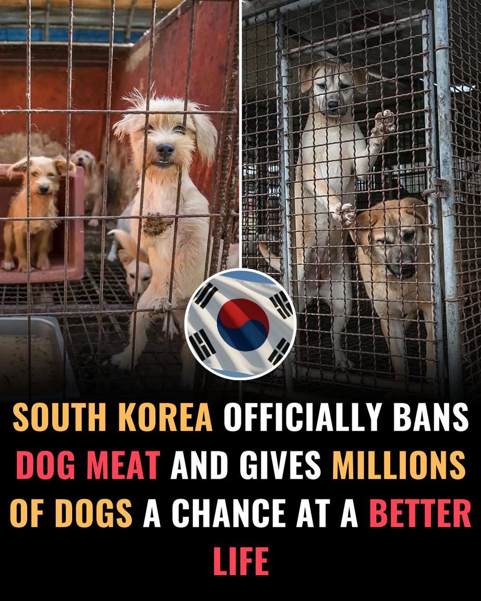 Protect_Wldlife's tweet photo. South Korea has officially banned the Dog-meat industry which will transform the future for millions of Dogs. 

For decades, countless Dogs lived in fear, trapped in cramped cages with no chance at a normal life, but now, for the first time, they truly have hope. They finally have a chance to be rescued, cared for and treated like the companions they were always meant to be.​

Under the new law, breeding will end, slaughter will stop and the sale of Dog meat will become illegal, which means fewer Dogs suffering and more Dogs getting the opportunity to find safe, loving homes. 

Shifting Culture: People across South Korea are celebrating this as a new beginning for animal welfare. The ban reflects a significant shift in Korean society, where Dogs are increasingly seen as pets, with 86% of Koreans not planning to eat dog meat in the future.