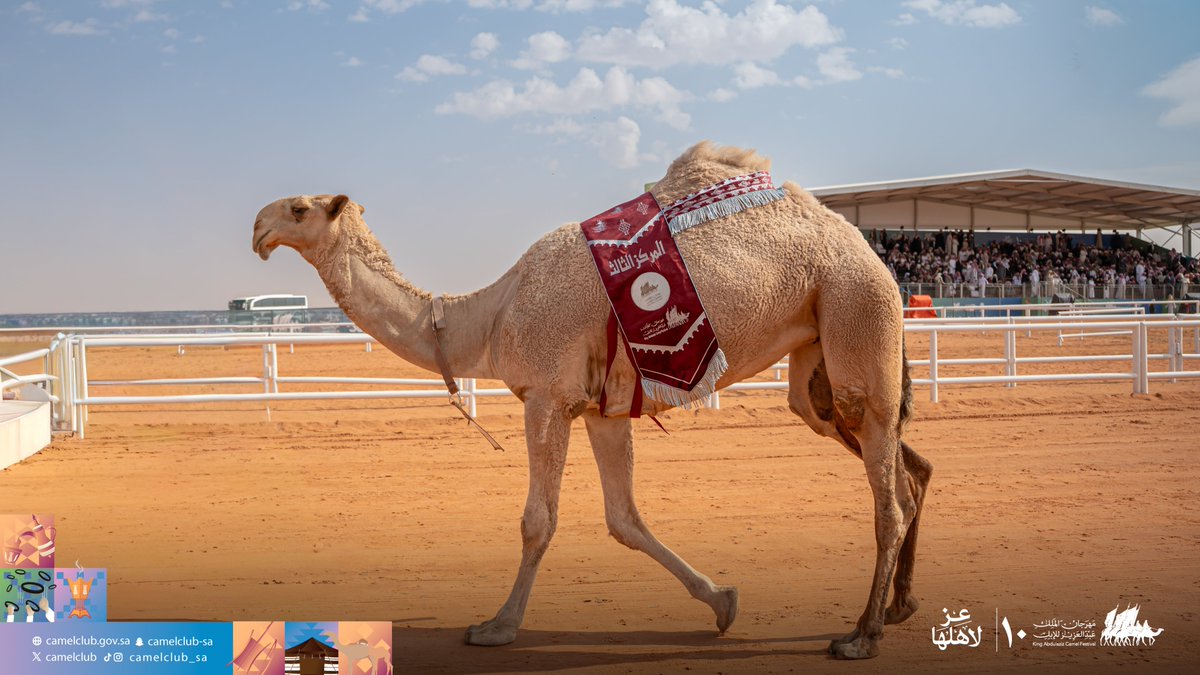 CamelClub's tweet photo. 📸| الإبل الفائزة  
فئة دق بكار "شعل"

#مهرجان_الملك_عبدالعزيز_للإبل10 🐪🇸🇦 
#نادي_الإبل https://t.co/5DLkhVCiJz