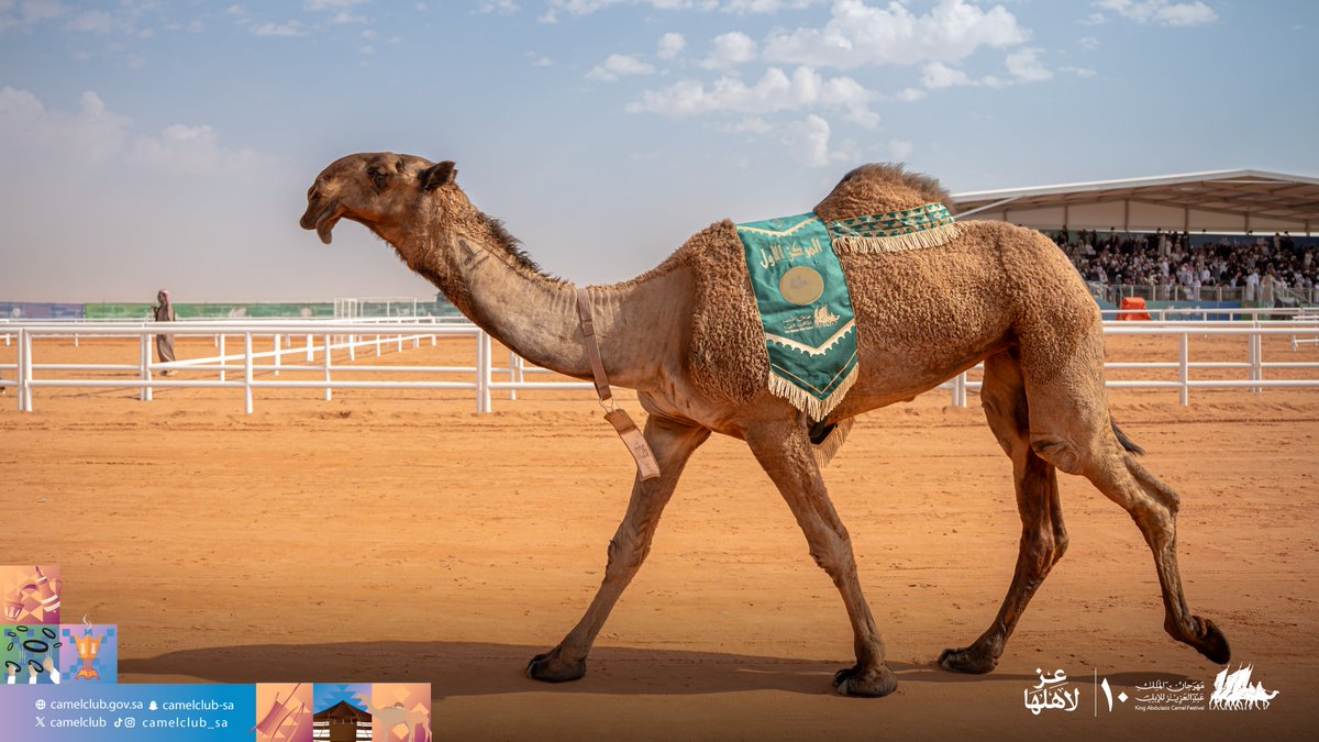 CamelClub's tweet photo. 📸| الإبل الفائزة  
فئة دق بكار "شعل"

#مهرجان_الملك_عبدالعزيز_للإبل10 🐪🇸🇦 
#نادي_الإبل https://t.co/5DLkhVCiJz