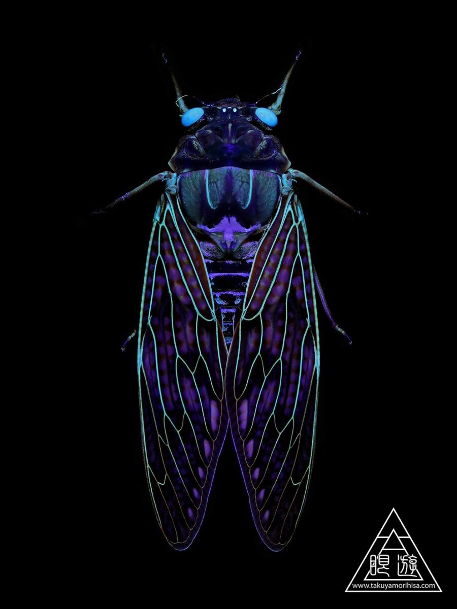 Charles / Tsubame (@Tsubame_0325) / Posts / X