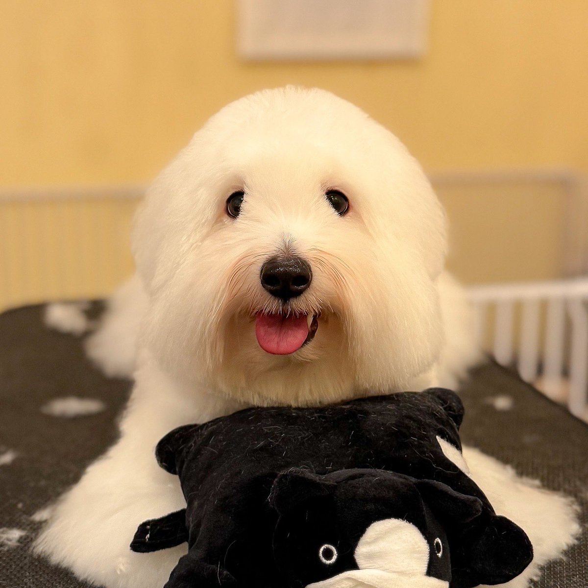 __mohudog__'s tweet photo. 塩おにぎり https://t.co/b60yeZOqb4