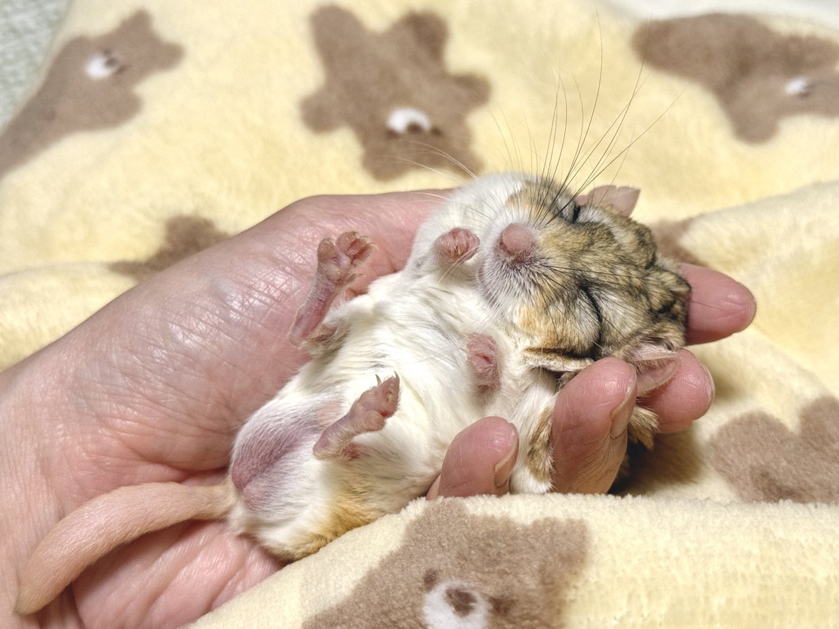 ゆっこ🐭ねずみの雑貨屋CLOVER🍀 (@nezumi3illust) / Posts / X