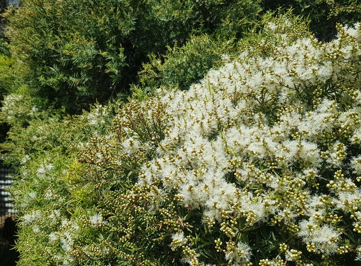 Paradoxa18's tweet image. the self decorating tree is bursting into flower
right on schedule
#paperbark