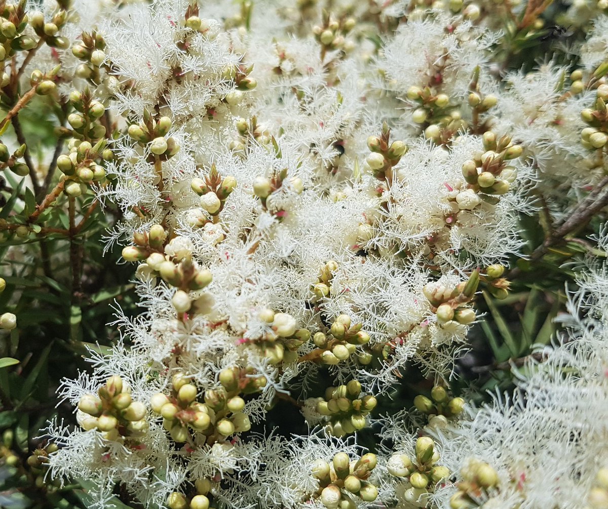 Paradoxa18's tweet image. the self decorating tree is bursting into flower
right on schedule
#paperbark