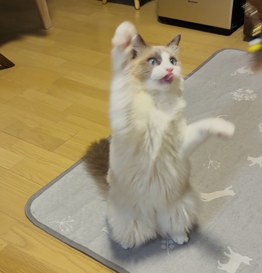 うちの猫、めちゃデカくなった！
中身は変わってない！