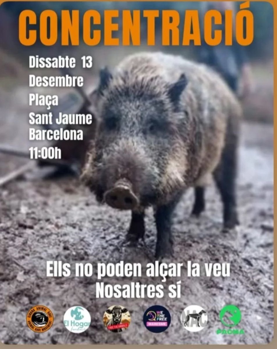 ✊🏻Concentración: sábado, 13 de diciembre, Plaza Sant Jaume, Barcelona.     
Un total de 802 granjas españolas se dedican a criar animales en cautividad para caza: 285 para la caza mayor y 517 para la caza menor. Que no te engañen.  
facebook.com/photo/?fbid=11…