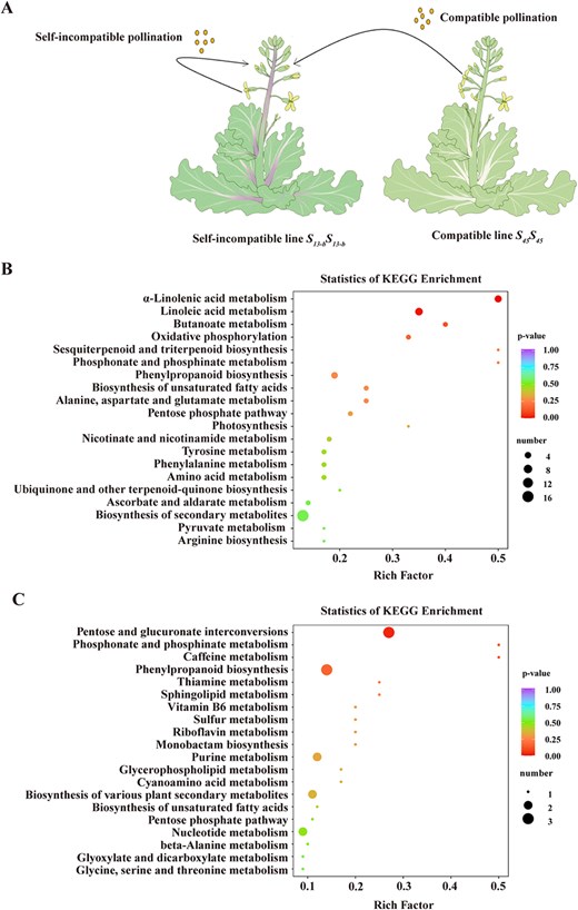 Hortres's tweet image. Study reveals fatty acid metabolism's key role in kale's pollination success via FER-BCCP1 module. #PollinationScience #BrassicaBreeding @OxfordJournals 
Details : doi.org/10.1093/hr/uha…