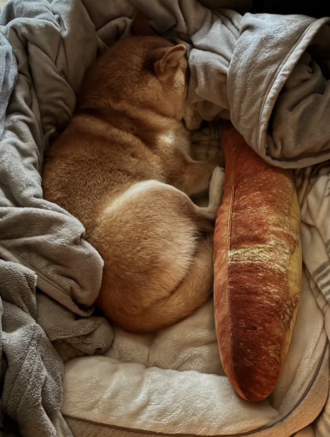 名犬もなかまる (@meikenmonaka0) / Posts / X