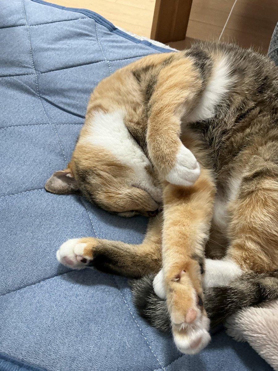 くろみつ (@kimkkCats) / Posts / X