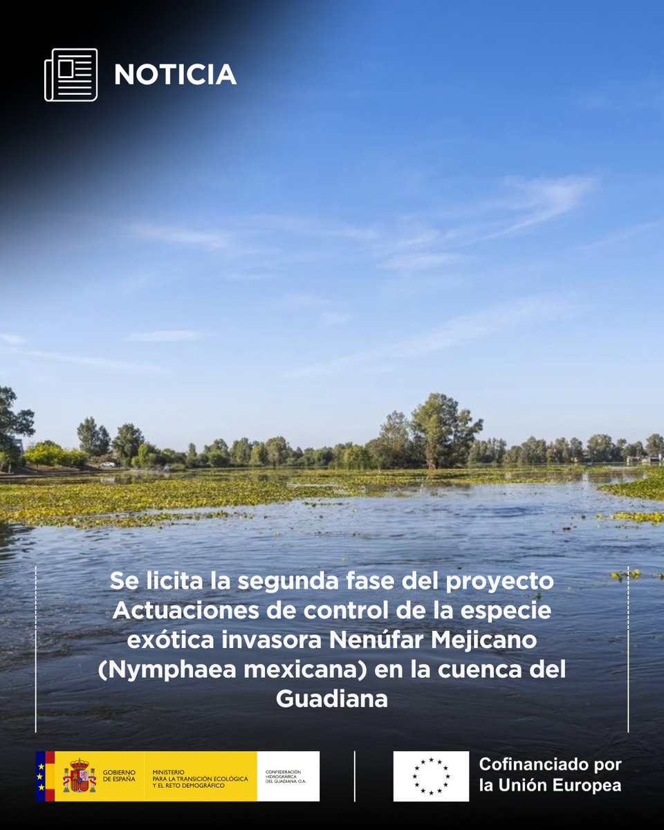 💧 NOTICIA | Se licita la segunda fase del proyecto Actuaciones de control de la especie exótica invasora Nenúfar Mejicano (𝑵𝒚𝒎𝒑𝒉𝒂𝒆𝒂 𝒎𝒆𝒙𝒊𝒄𝒂𝒏𝒂) en la cuenca del Guadiana.

🔹 Cofinanciado #FEDER 2021-2027.

🔗 Más información:
chguadiana.es/noticia/se-lic…

#Guadiana