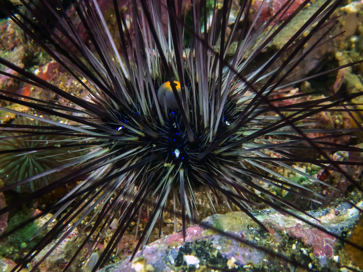 Pandemic beneath the surface has been quietly wiping out sea #urchins around the world. Canary Islands is the missing link as urchins die off in the Caribbean, the Mediterranean, the Red Sea, the #Sea of Oman and the western Indian Ocean. via <a href="/EurekAlert/">EurekAlert!</a>