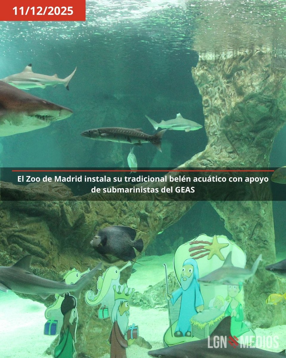 LGNMedios's tweet image. 🎄🌊 El espíritu navideño llega al fondo del océano: el Zoo de Madrid estrena su belén acuático, instalado por submarinistas del GEAS entre tiburones y otras especies marinas.

👉 lgnmedios.com/el-zoo-de-madr… 

 #NavidadMadrid #BelenAcuatico #ZooMadrid