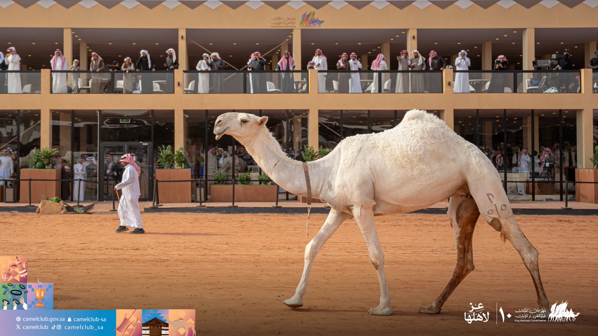 CamelClub's tweet photo. 📸| عرض اليوم الحادي عشر
 في #مهرجان_الملك_عبدالعزيز_للإبل10 🐪🇸🇦
دق بكار "وضح"

#نادي_الإبل https://t.co/Q4G8WDScwr