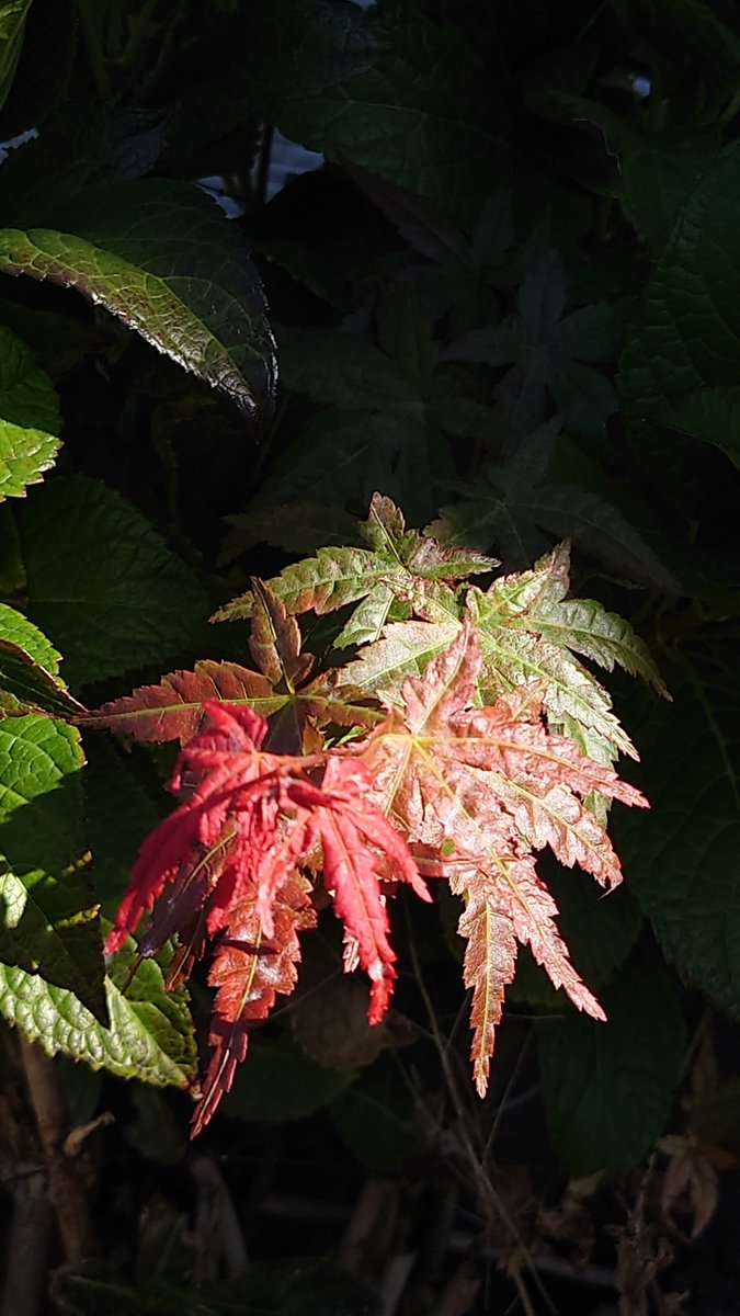 十夢 (@YKuro50) on X