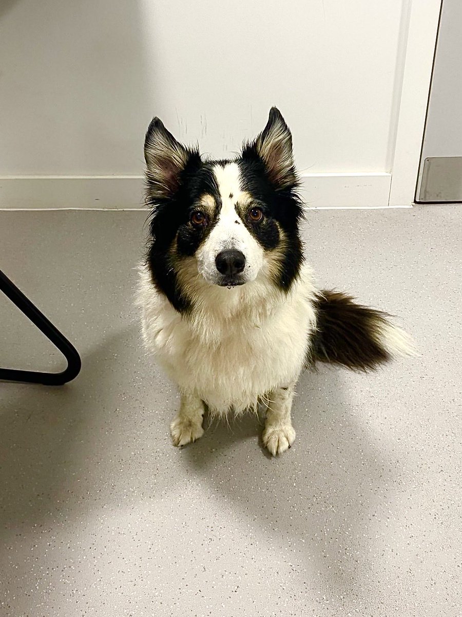 Ginger Wildheart tweet media