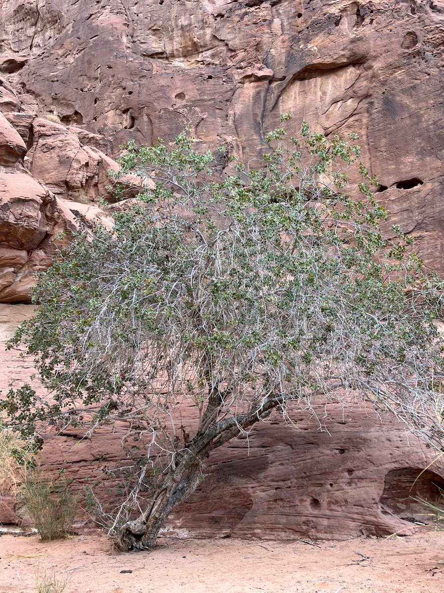 شجرة البطم وهي احد #الأشجار الموجودة في (حسمى) غرب #تبوك  ولكن قليلة الانتشار .