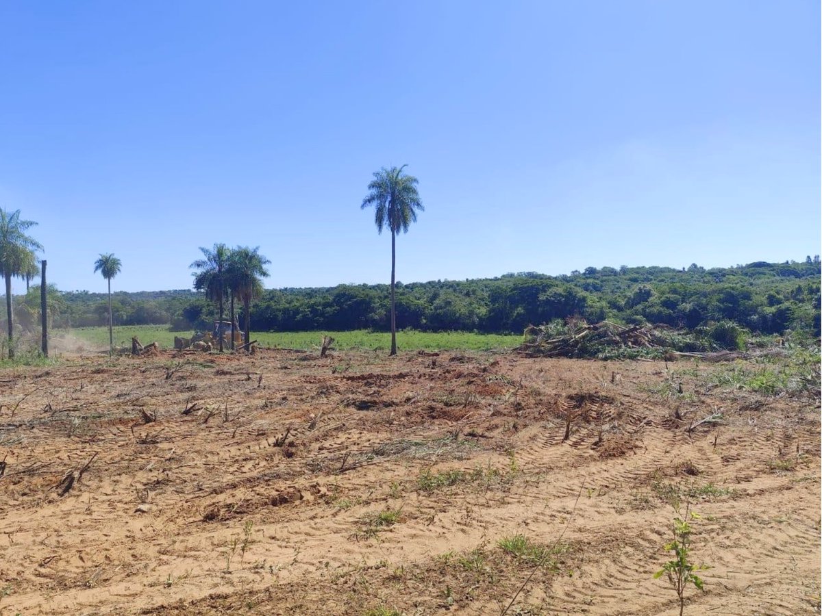 LA FCV-UNA FILIAL CAAZAPÁ INICIA TRABAJOS DE ADECUACIÓN DE SU PREDIO PARA FUTURAS  PARCELAS EXPERIMENTALES
Nota completa: vet.una.py/?p=9588
#SomosDeLaUNA #SomosVete #FCVUNA