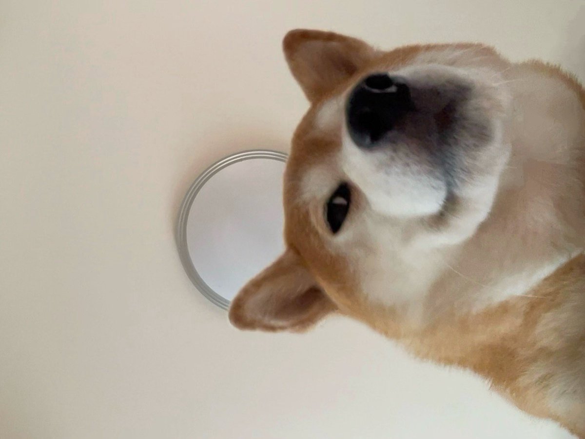 「ボルゾイ」に見つめられる毎日 ボルゾイ」に見つめられる毎日