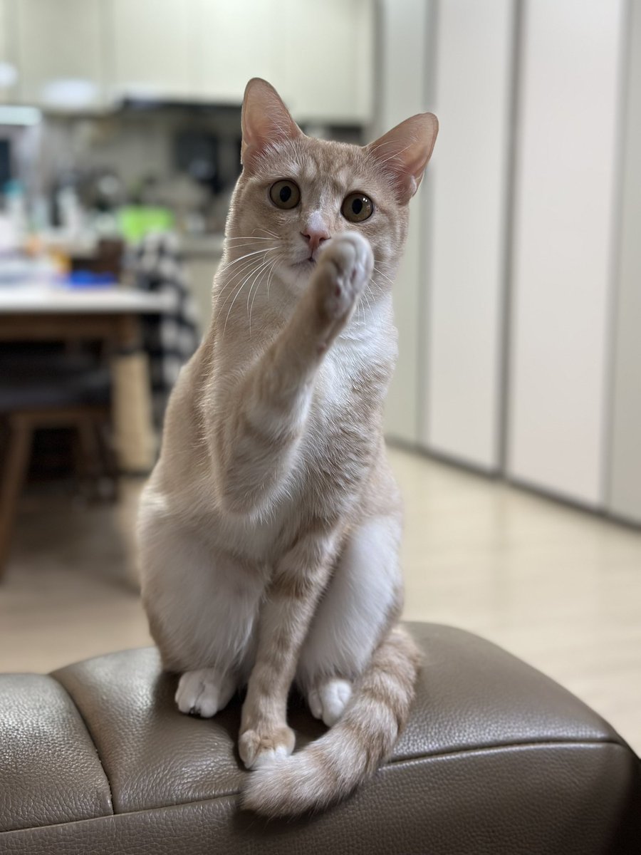 나한테 과자를 달라고 할 때 막내의 제스쳐.