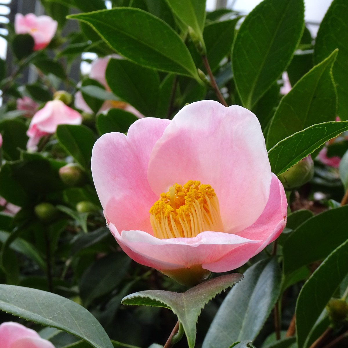 椿の開花を待ちつつ過ごす、 札幌の長い冬 椿 西王母