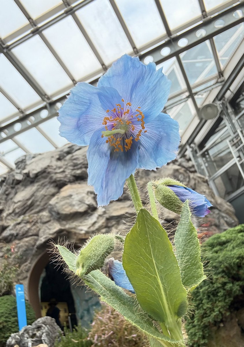 0429029 ヒマラヤの青いケシ(花)｜売買されたオークション情報、yahoo