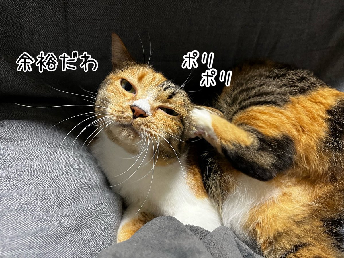 ねこねこ空港 (@nekoneko747) / Posts / X