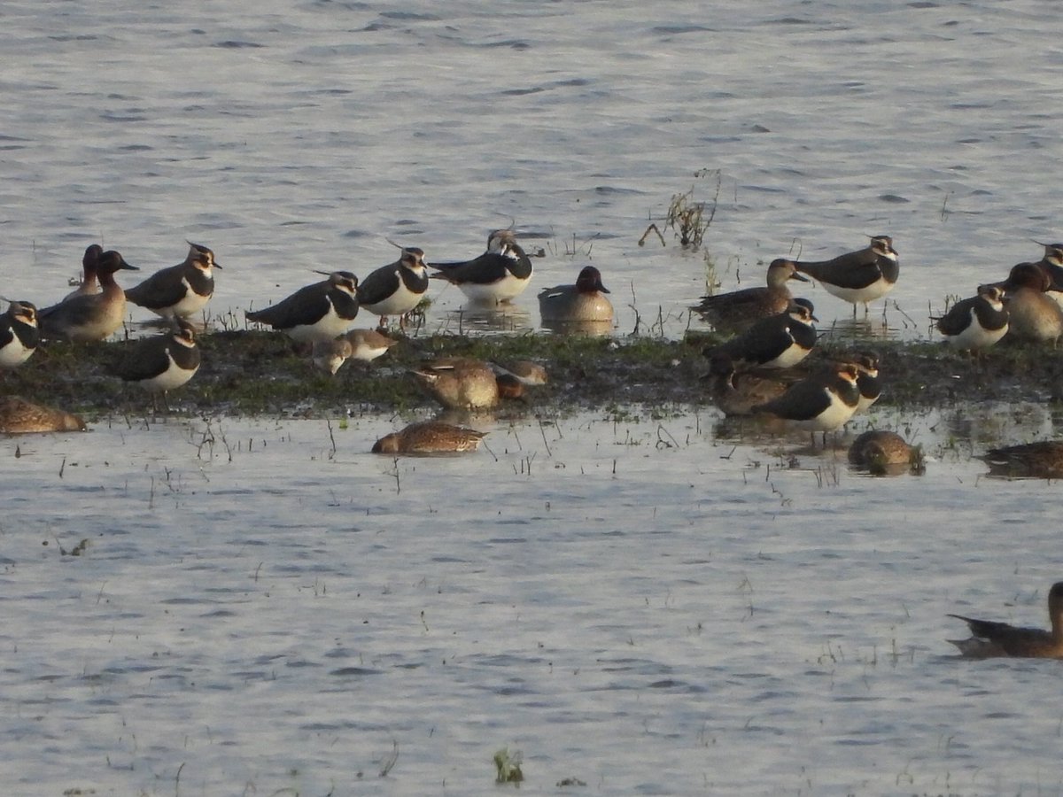 PaulDMasters's tweet image. Little Stint on the Tack Piece (with c50 Dunlin) and Marsh Harrier on the Dumbles the highlights so far this morning @slimbridge_wild #Glosbirds