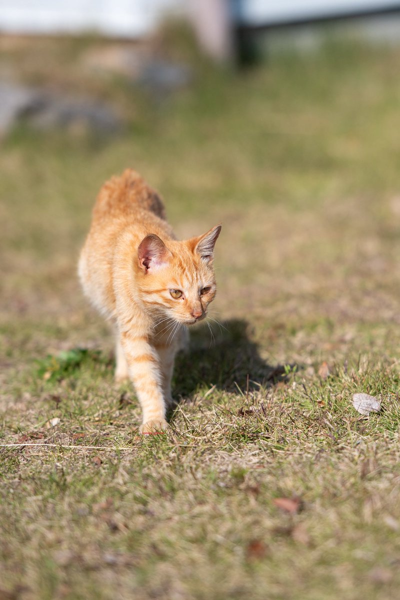 猫歩記で会った猫さんたち🐈🐈‍⬛ ☺️ #猫 #ねこ #ネコ #cat #猫歩記