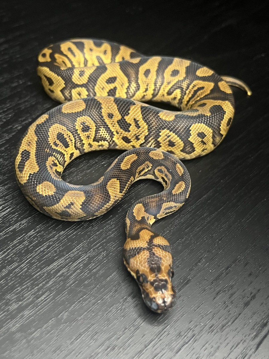 Dnasty0014Y3l's tweet image. #YBCB
#YellowBenjamin
#BallPython
#ボールパイソン
#YB
1.0 Confusion Clown