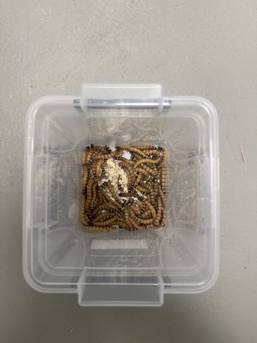 MENDELUcz's tweet photo. Vědci z AF MENDELU zkoumají superčervy, kteří umí rozkládat plast. Zajímají je hlavně enzymy a mikroorganismy, které tento proces umožňují. Dosavadní výsledky ukazují, že larvy na plastu dlouhodobě přežívají a postupně ho odbourávají. Více: https://t.co/um38rCjZAm https://t.co/vZKVcKR2Ay