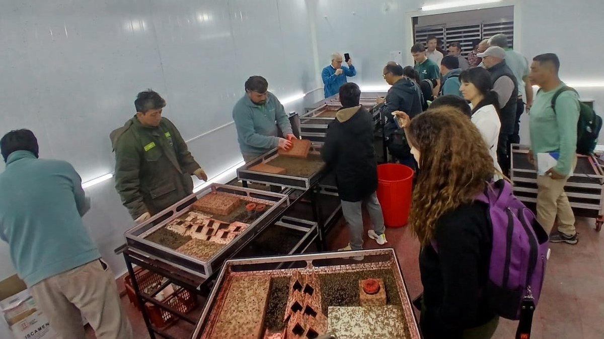 Compartieron experiencias en Técnica del Insecto Estéril y Técnica del Adulto en Frío optimizando el manejo de una plaga clave para la fruticultura. Este intercambio fortalece los programas regionales y potencia la competitividad agroexportadora de la Patagonia y América del Sur.