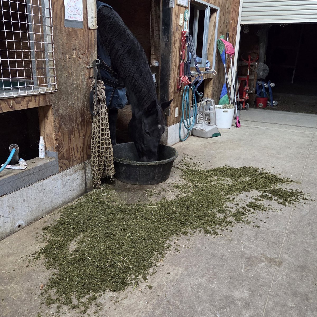 ごま (@gomasamune) / Posts / X