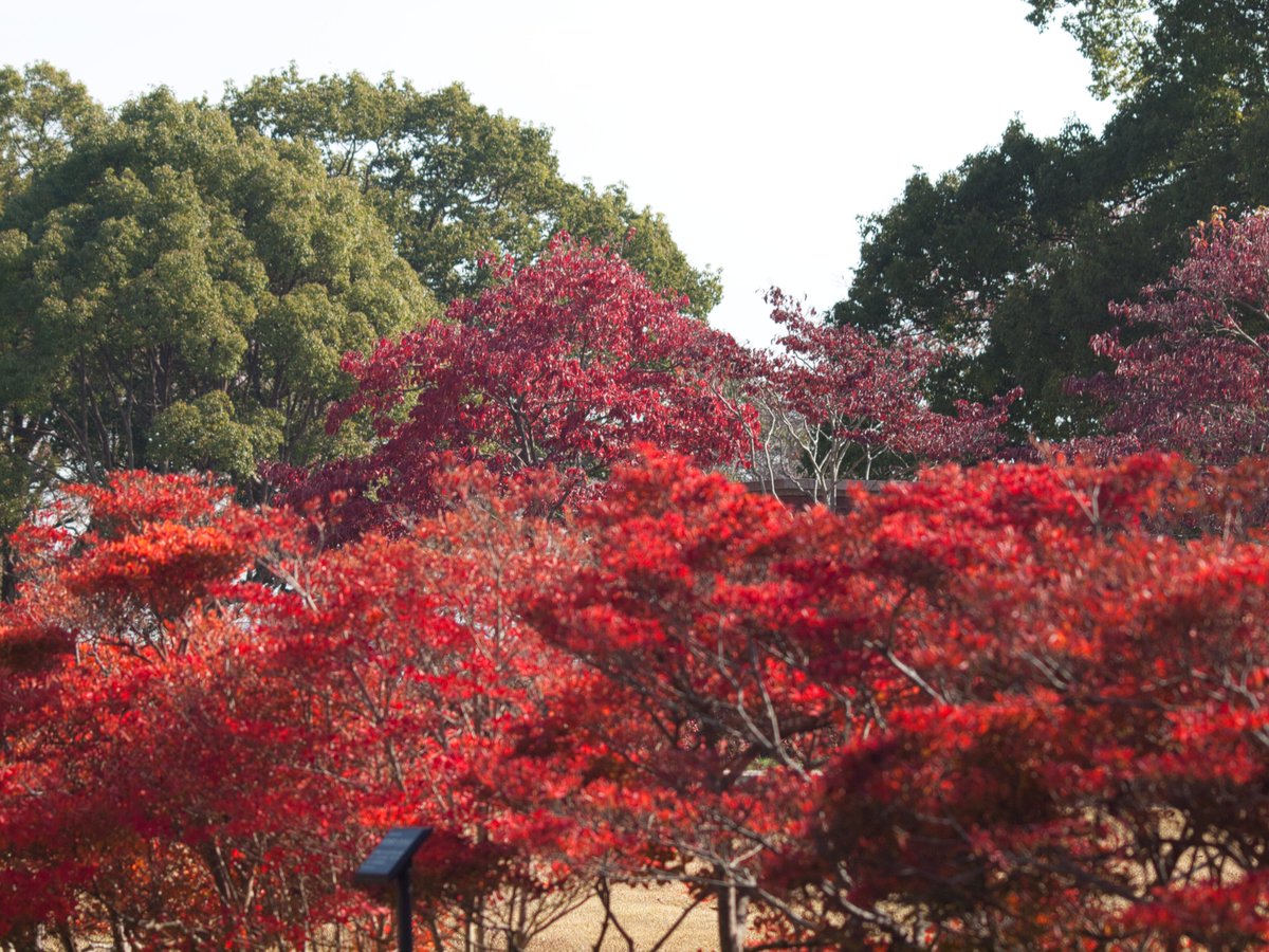今年は撮ってないけど、ドウダンツツジの紅葉も鮮やかだと思う