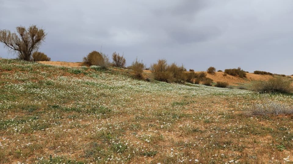 🇸🇦عبدالله الصغيّر (أبو عماد) tweet media