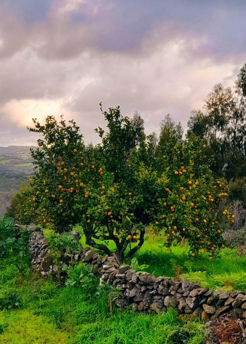 Kastanienzweig's tweet photo. Orange tree in November π
#treepeople #TreeWonders #treespirit #trees #tree #oldtree #PortugalTravel https://t.co/TBvKoru10E