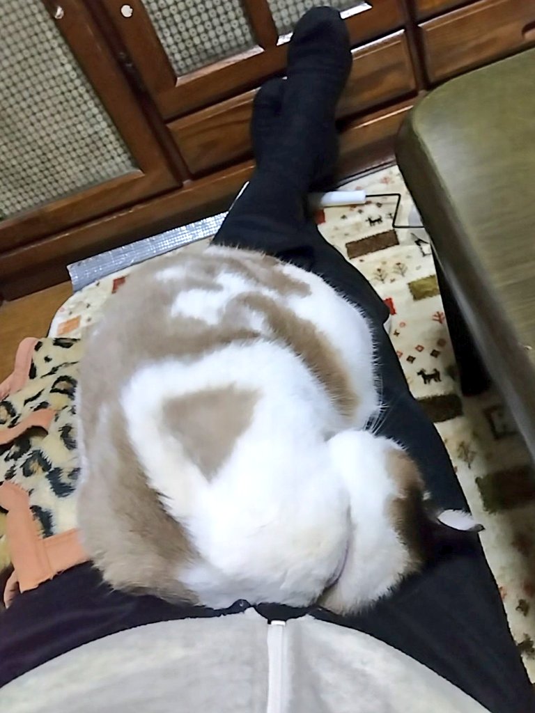 ぴょん太 ポケットの中のぴょん太」と「平和アンテナ」の2本｜ドラえもんチャンネル