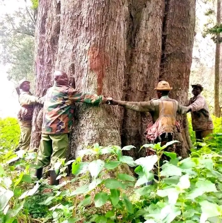 Challenge accepted hugging this tree 90 hrs straight,Truphena Muthoni we shall be there😀