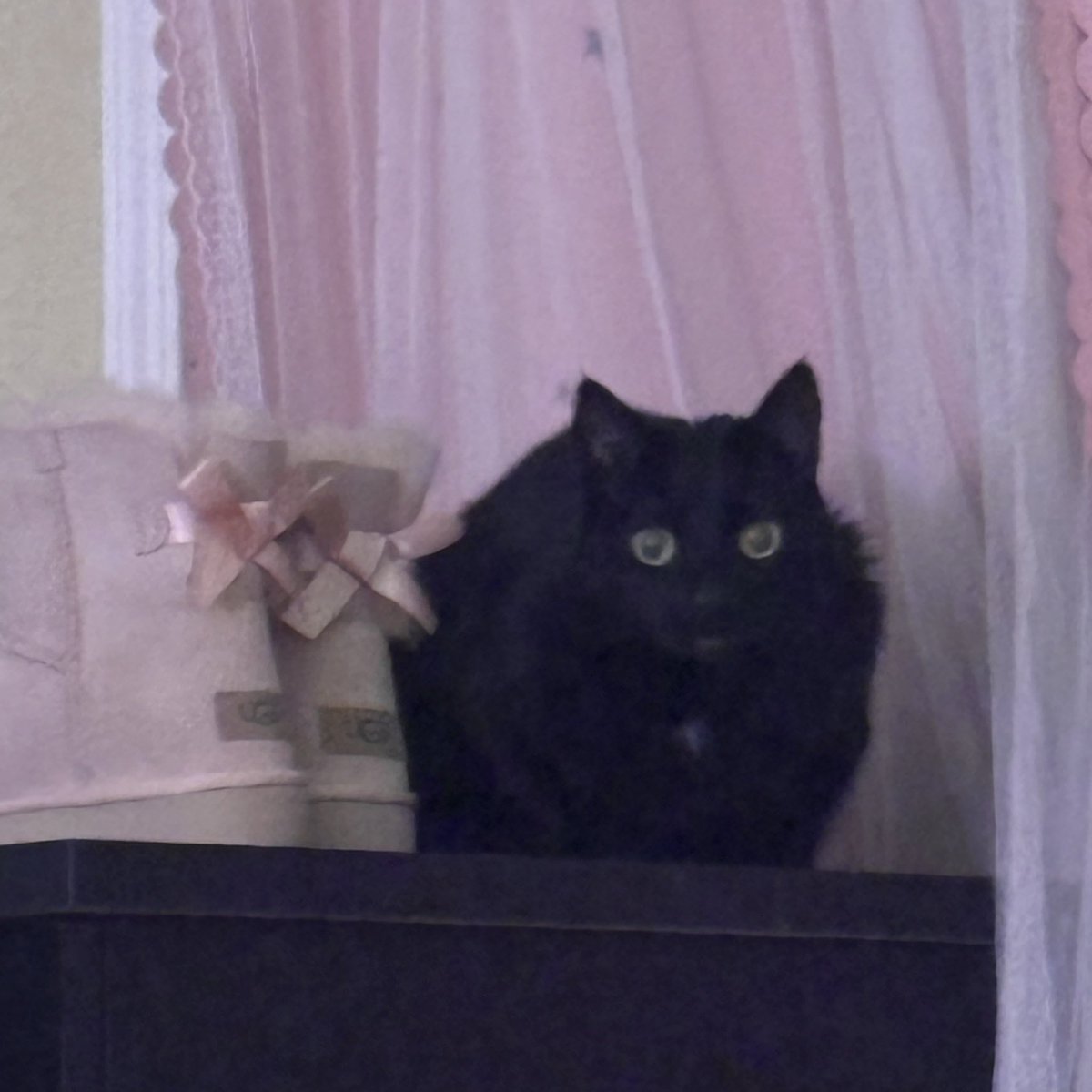 catnip's tweet image. 🐈‍⬛🎀