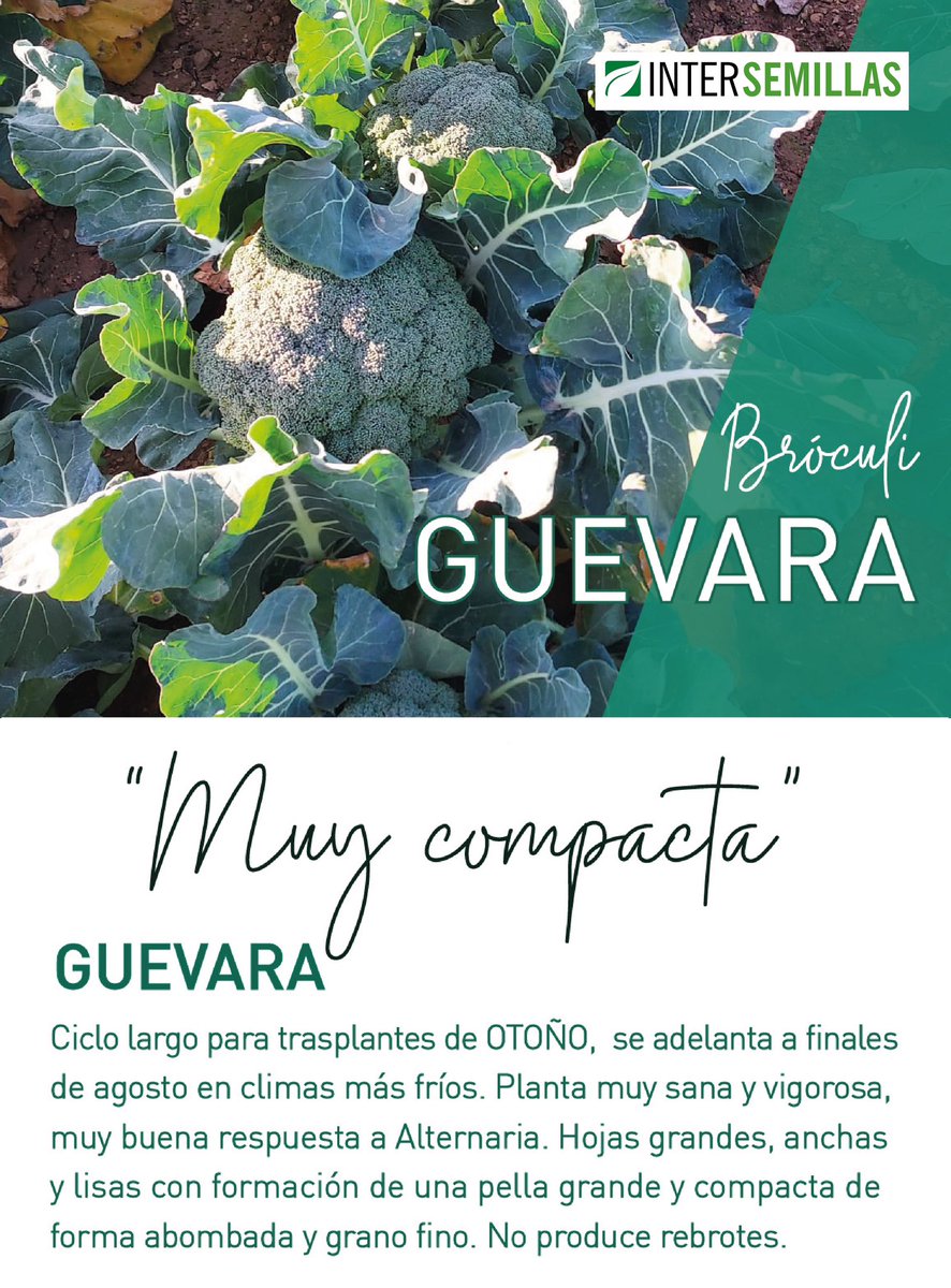 intersemillas1's tweet photo. 🥦 Arranca la recolección de Guevara de Intersemillas en Extremadura y Andalucía.
#Bróculi de ciclo largo, plantas vigorosas y gran comportamiento frente a Alternaria.
Pella grande, compacta y de grano fino = calidad en cada corte 🌿
#BróculiGuevara #Intersemillas https://t.co/ZqDLVsI0sS