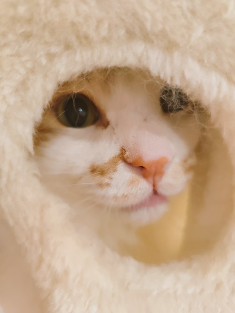 にゃん様 カスタム❁︎オーダー・リクエスト SideM】2月22日は猫の日！猫×アイドルをコンセプトにした「アイドル