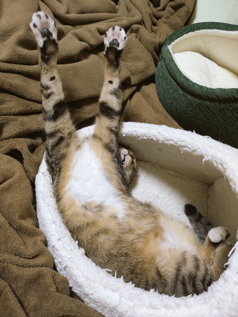 あやねこや (@neko_buna) / Posts / X