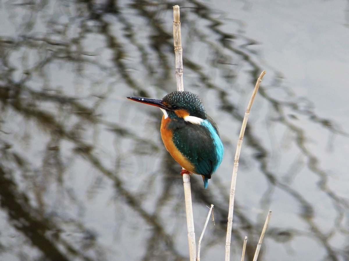 Frank (@Frank16384) / Posts / X